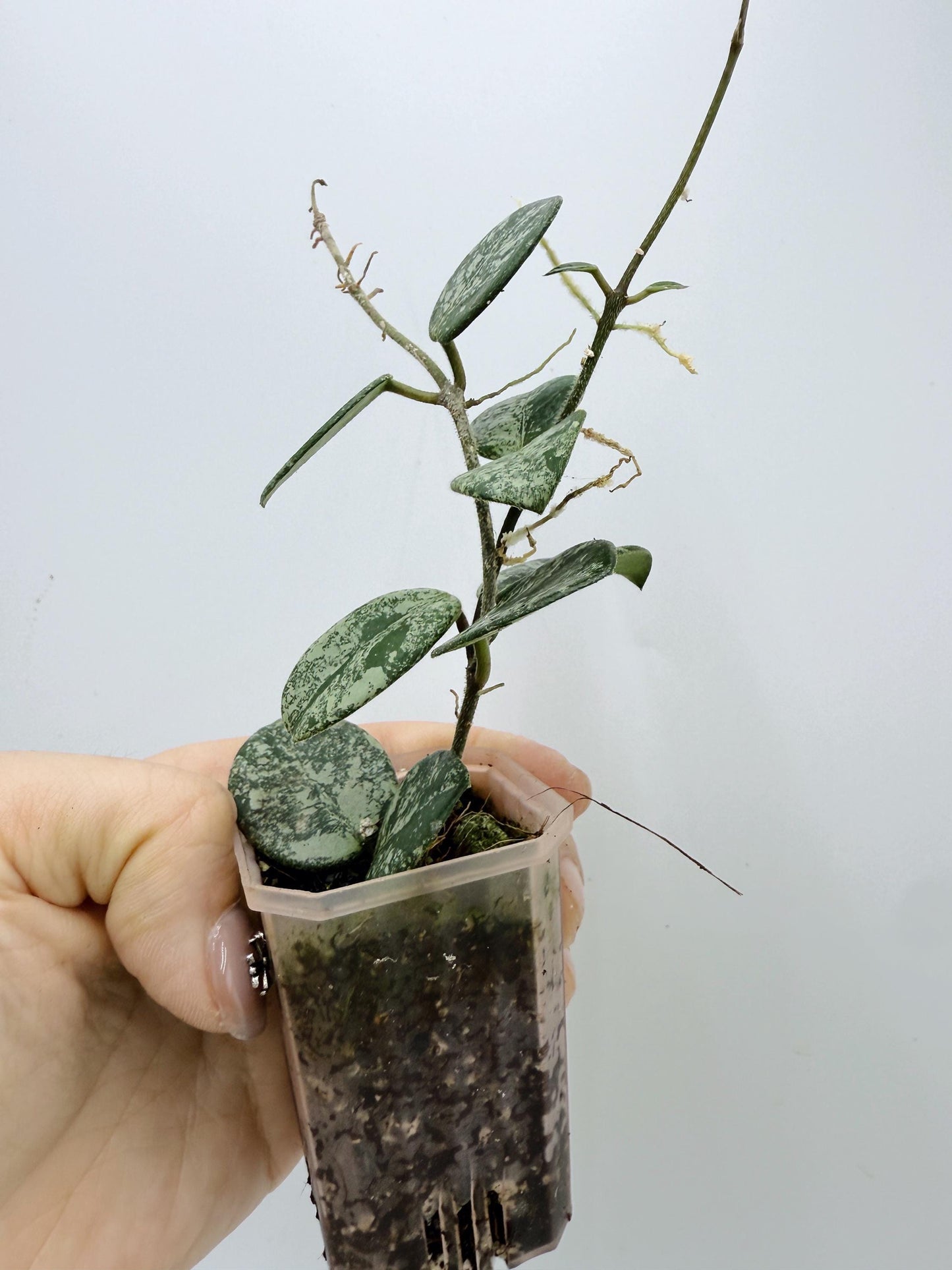 Hoya Mathilde Splash