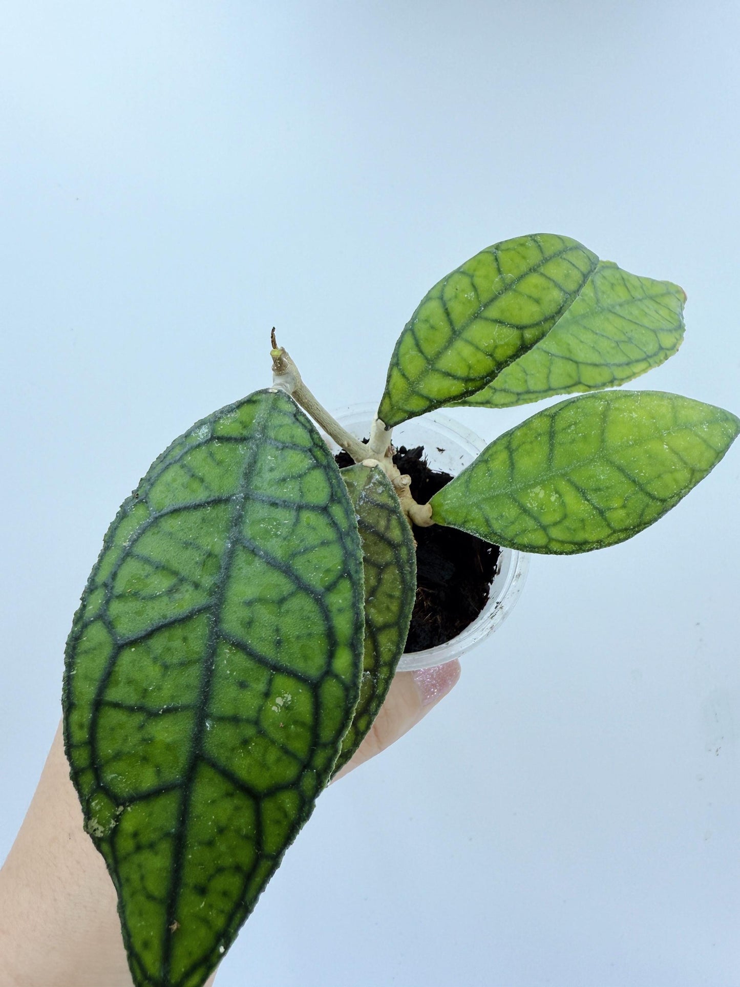 Hoya Callistophylla