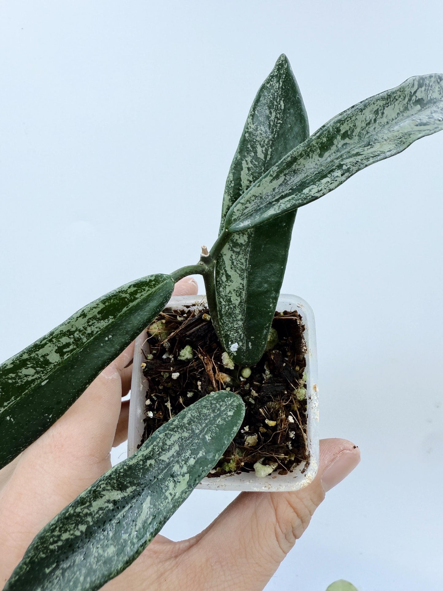 Hoya Minibelle Splash