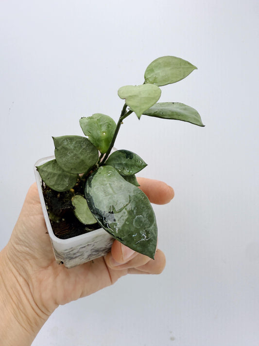 Hoya Lacunosa Silver Mint Coin