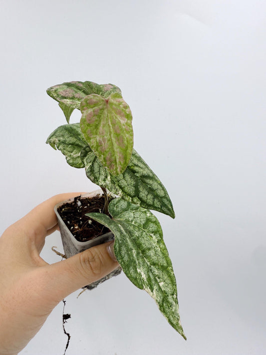 Piper Sylvaticum Variegated