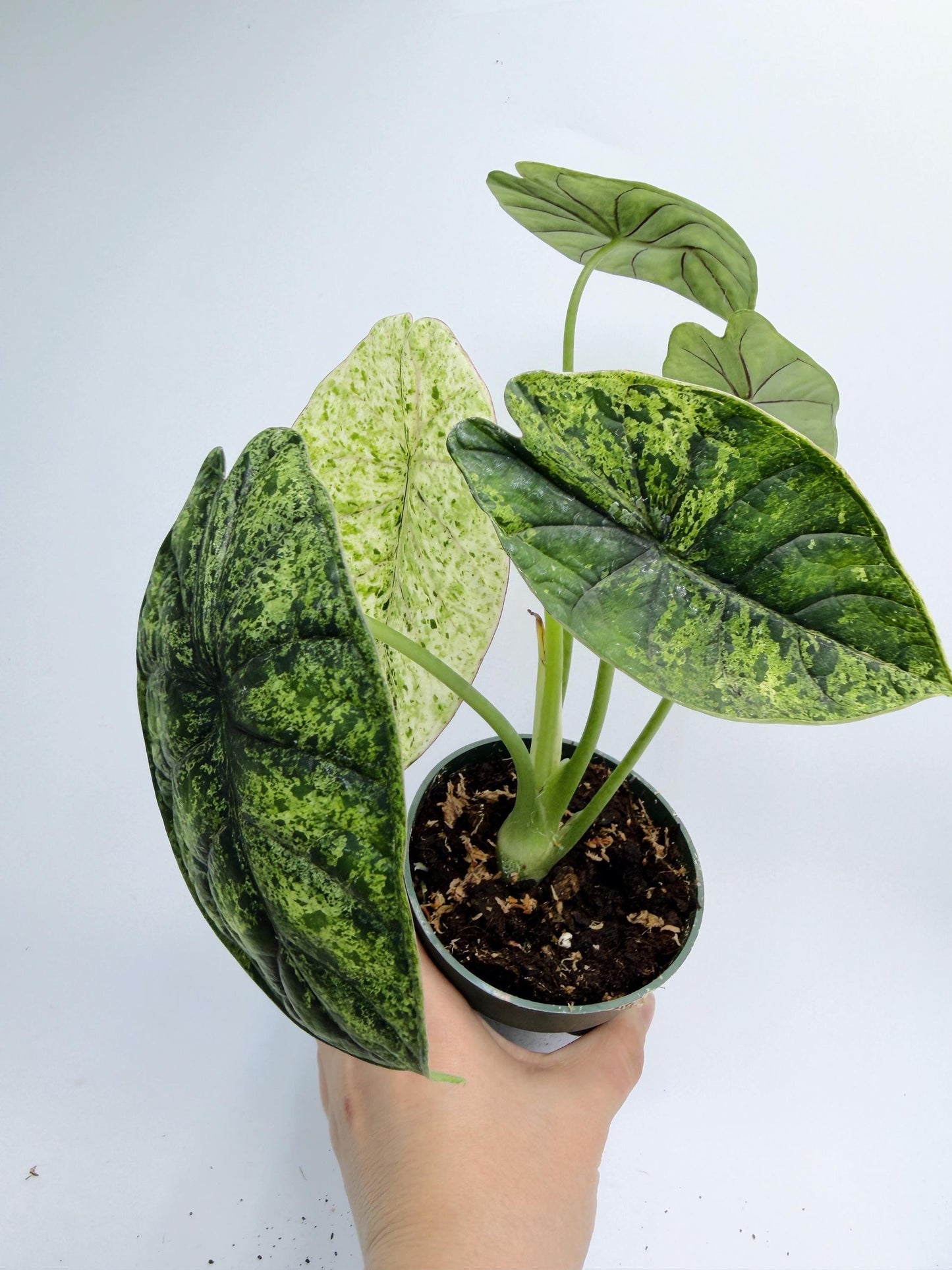Alocasia Dragon Scale Mint