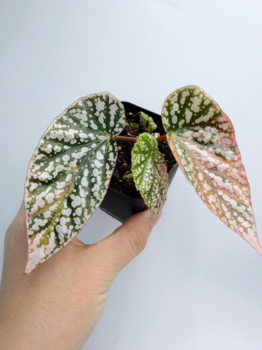 Begonia Snow Capped Variegated