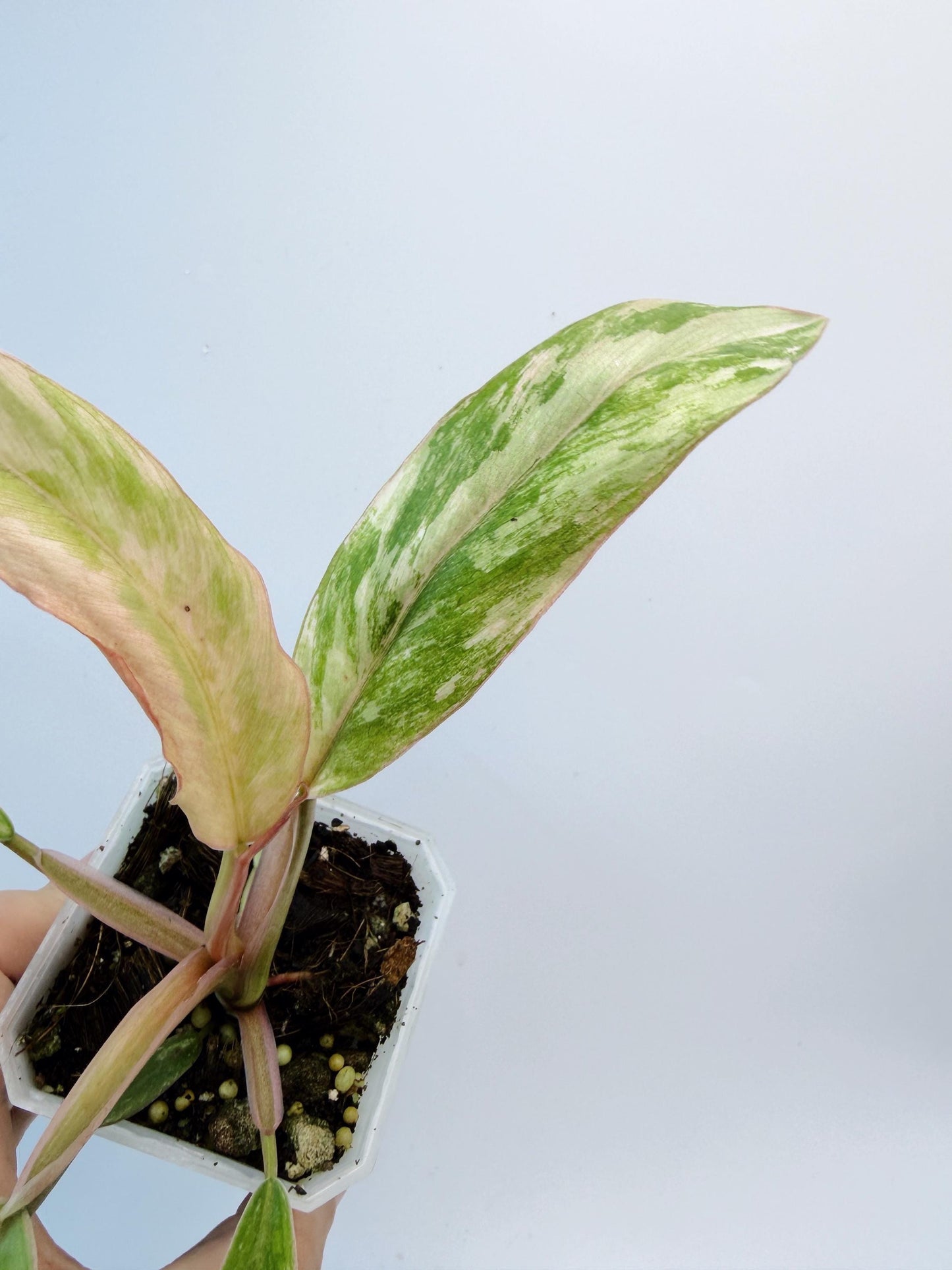Philodendron Caramel Marble