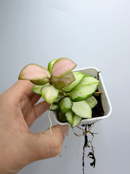Hoya Heuschkeliana Variegated