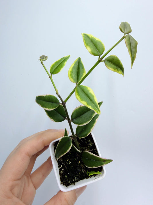 Hoya Bella Outer Variegated