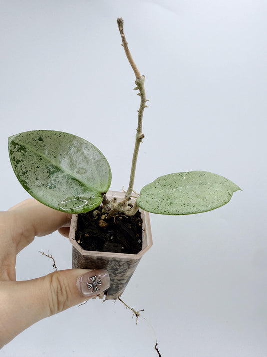 Hoya Verticillata Heart Leaves Silver
