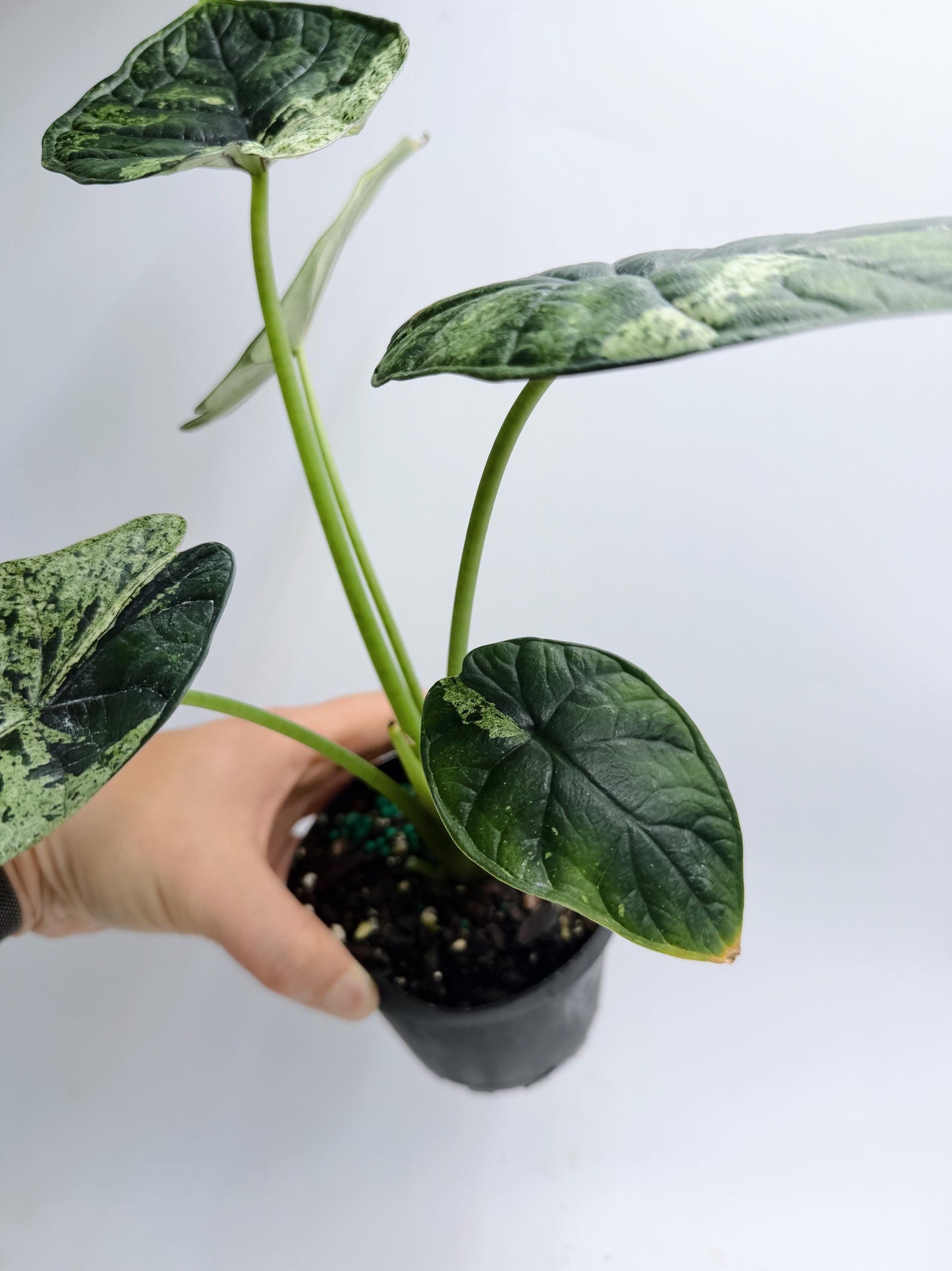 Alocasia Dragon Scale Mint