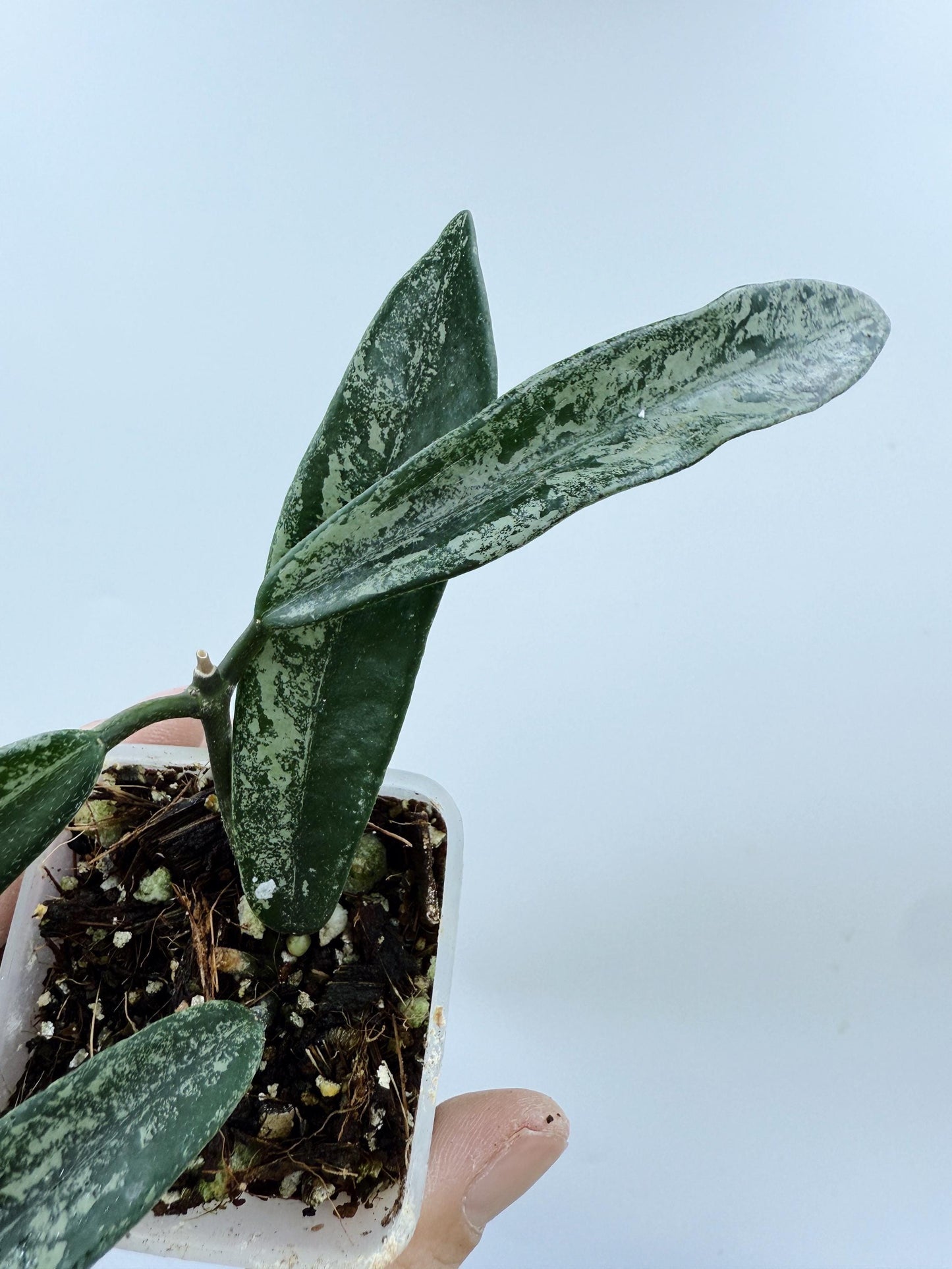 Hoya Minibelle Splash