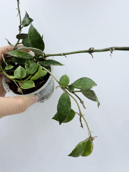 Hoya Lacunosa Asami Clone 2