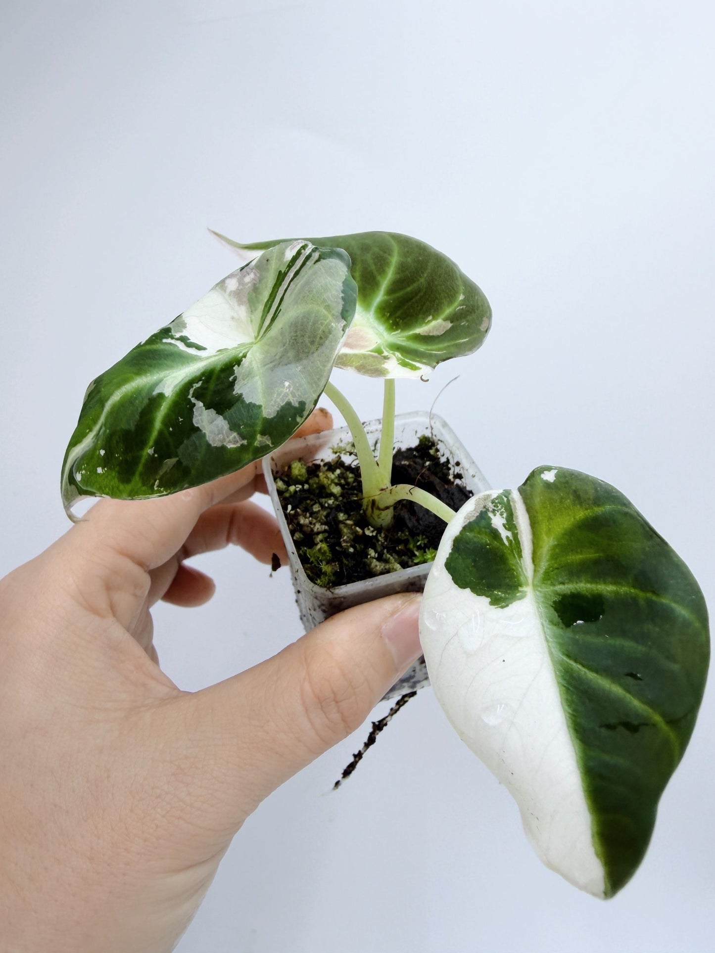 Alocasia Black Velvet Pink Variegated