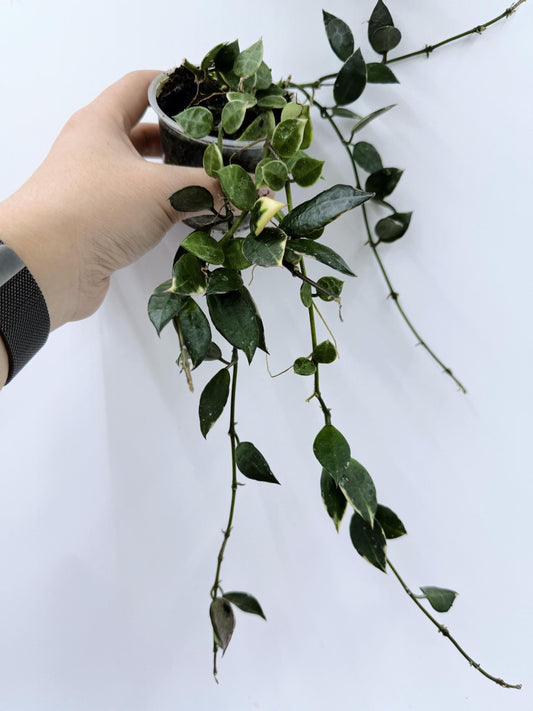 Hoya Lacunosa Asami Clone 2