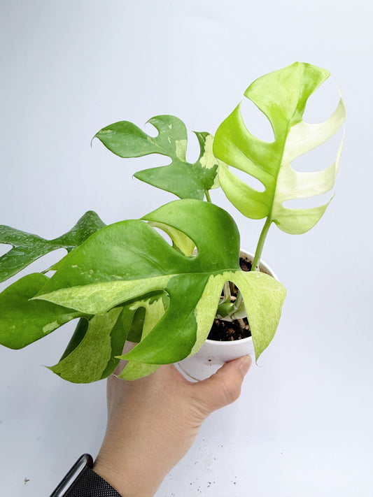 Rhaphidophora Tetrasperma Variegated