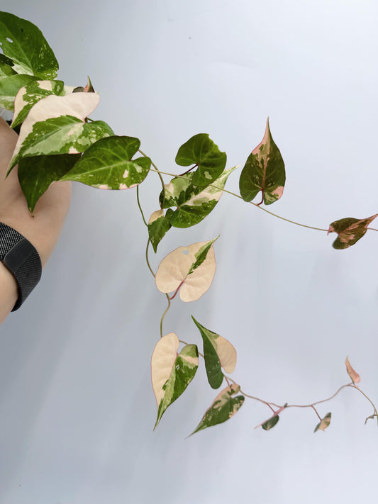 Fallopia Multiflora Variegated