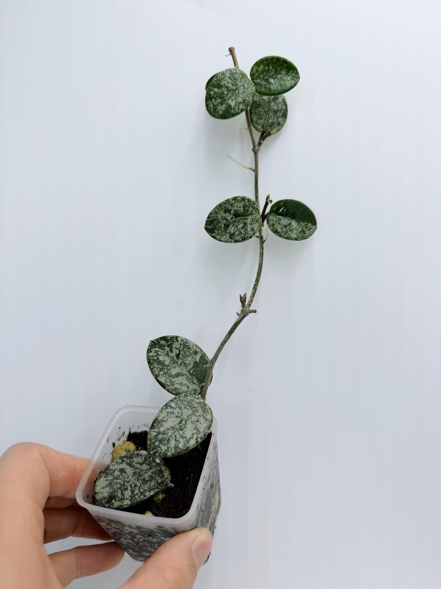 Hoya Mathilde Splash