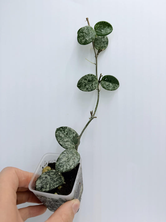 Hoya Mathilde Splash