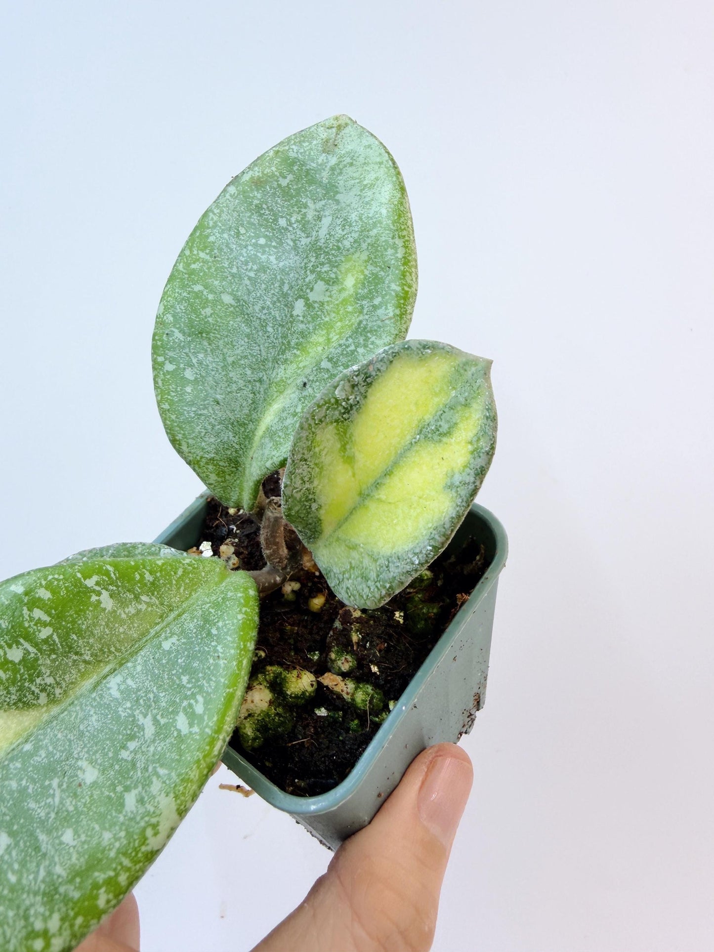 Hoya Argentea Princess