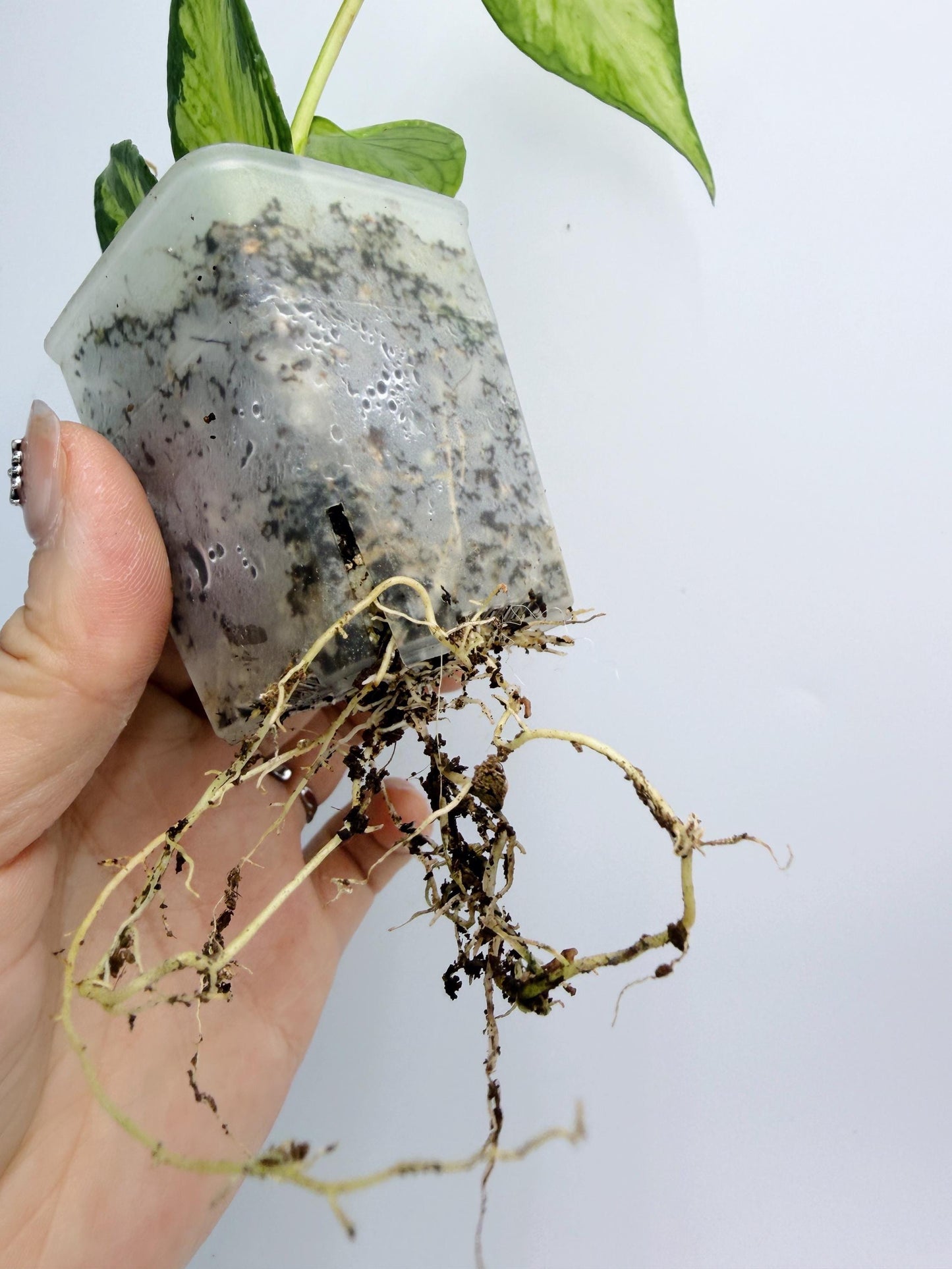 Hoya Polyneura Inner Variegated