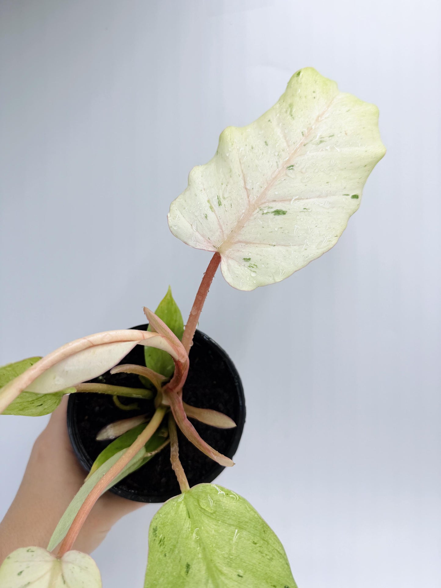 Philodendron Snow Drift
