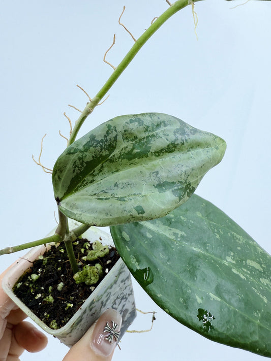 Hoya Michele Silver/Splash