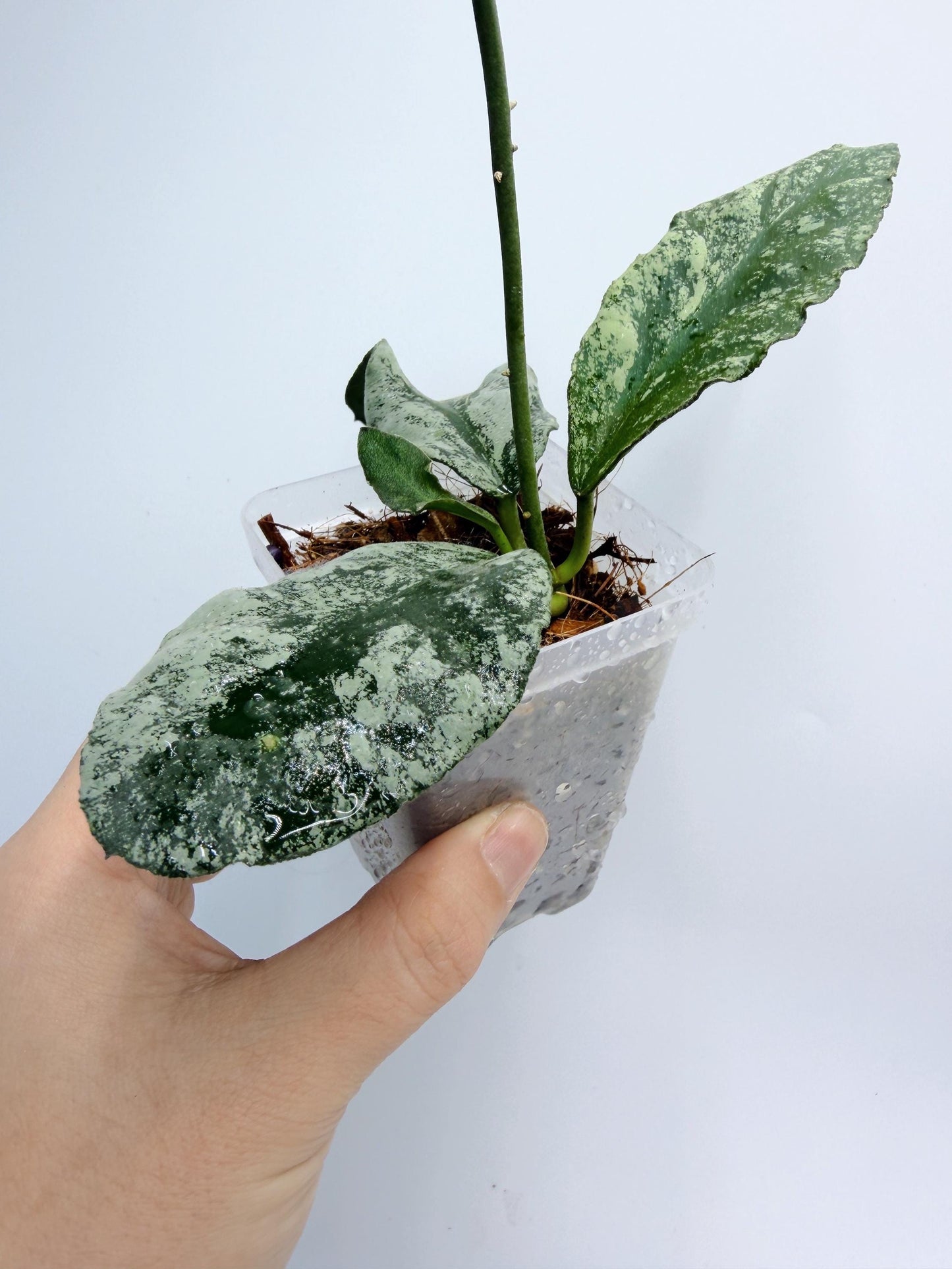 Hoya Wymaniae Splash