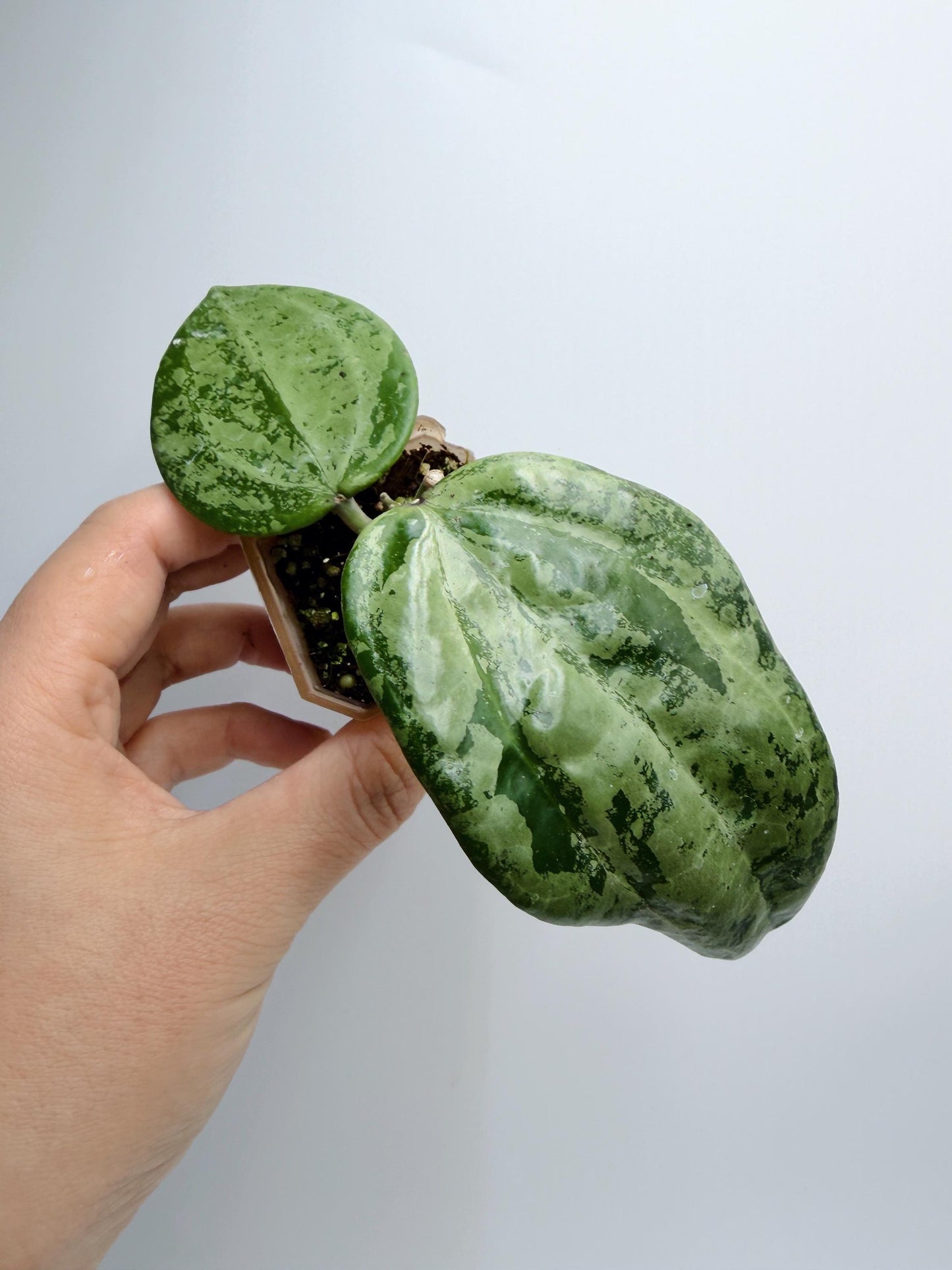 Hoya Michele Silver/Splash