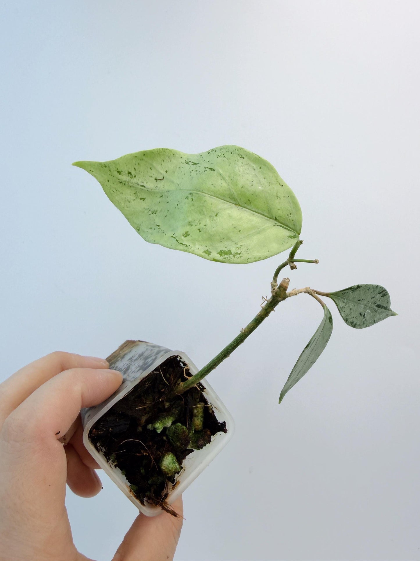 Hoya Coriacea Silver