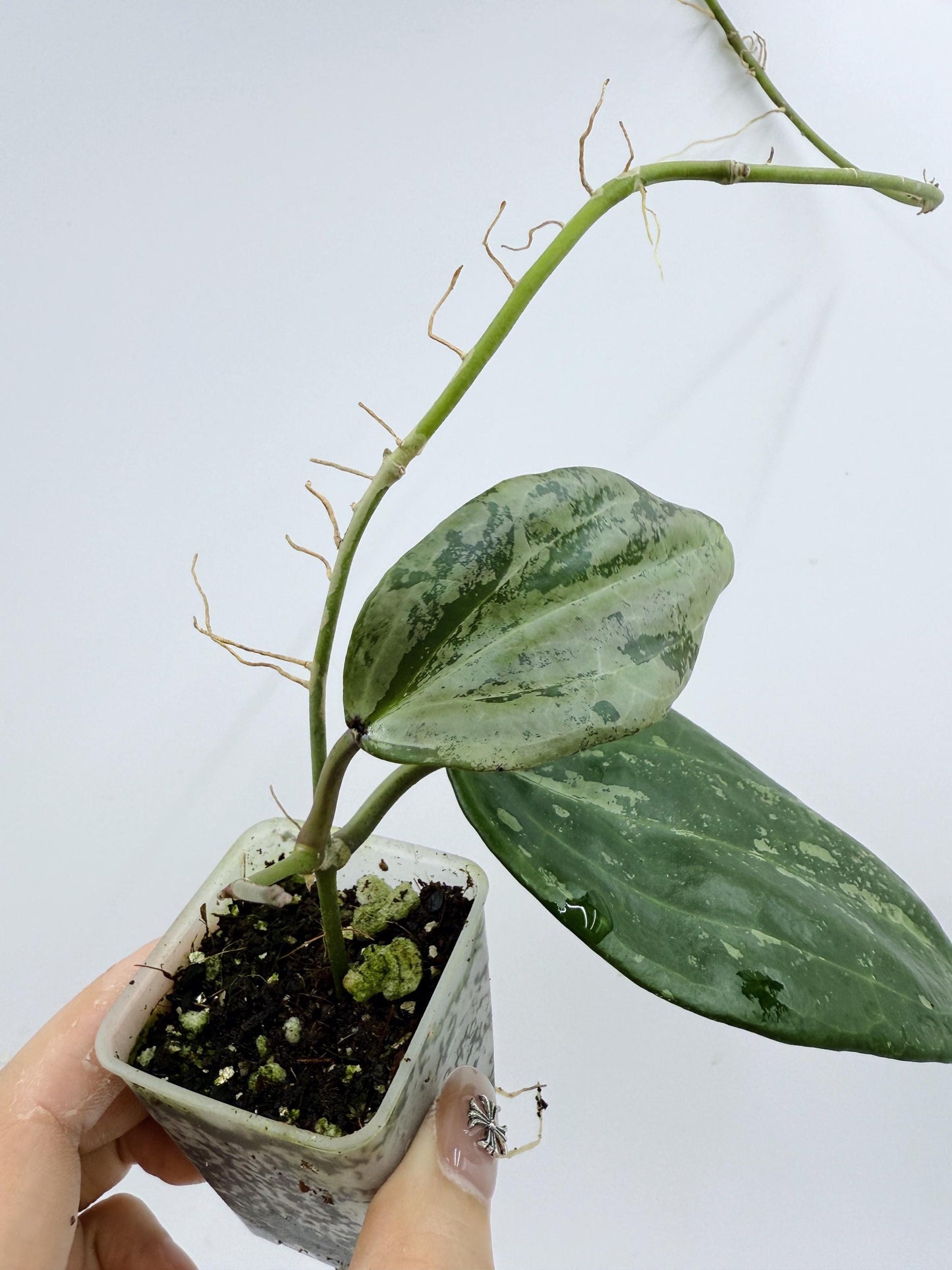 Hoya Michele Silver/Splash