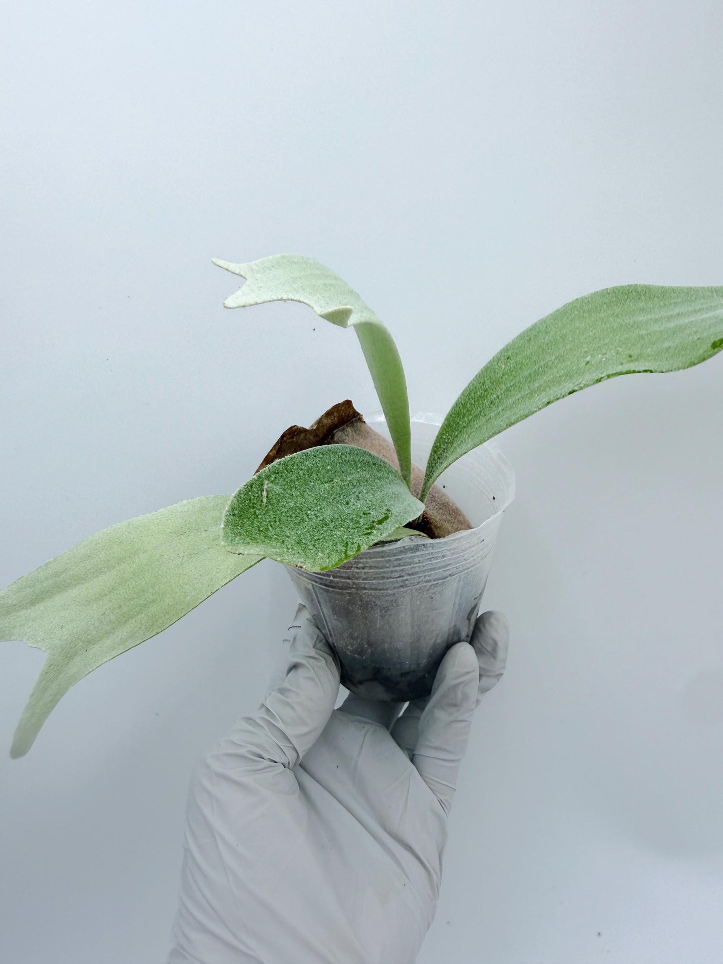 Platycerium Bifurcatum sp.White