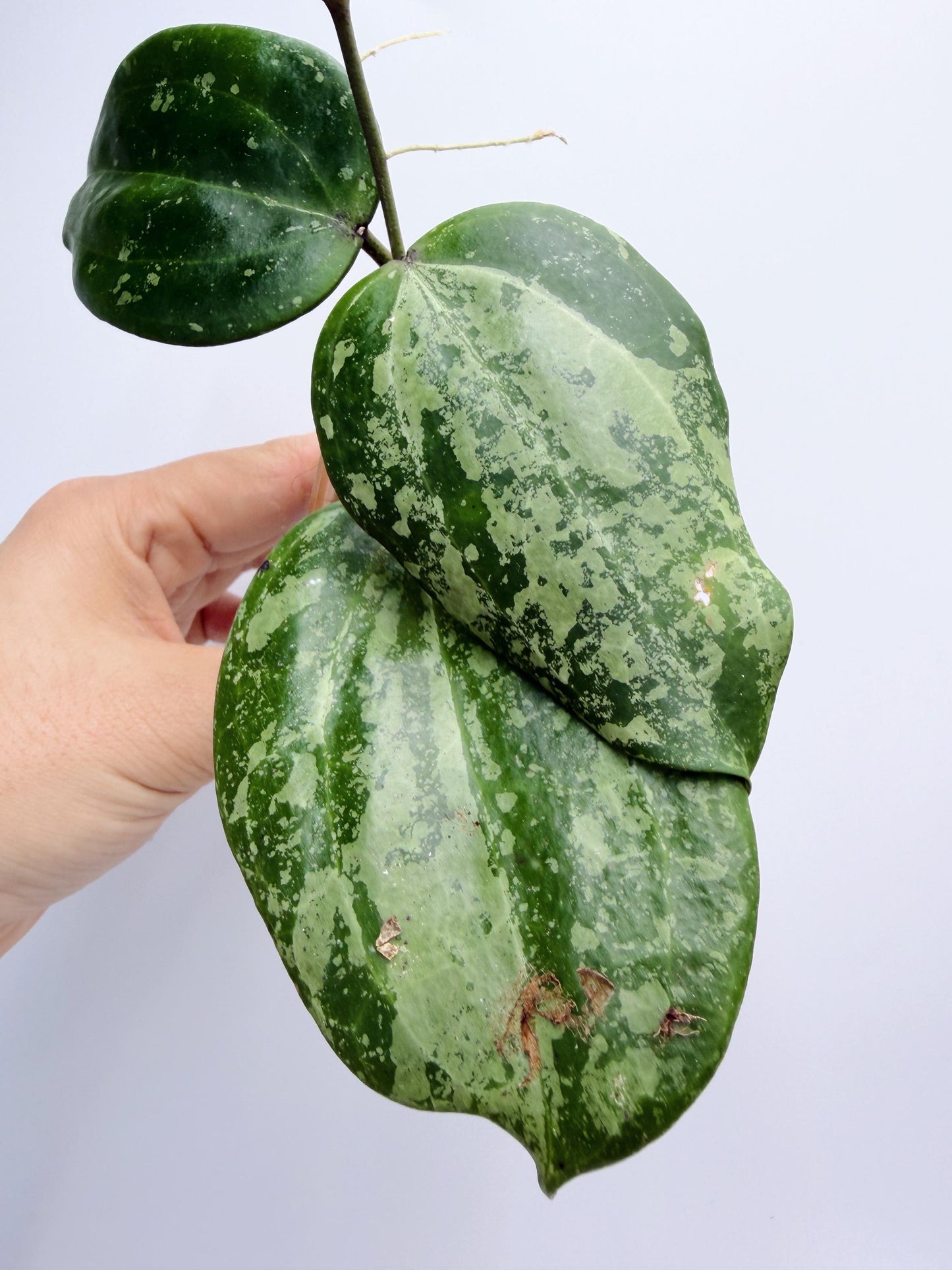 Hoya Michele Silver/Splash