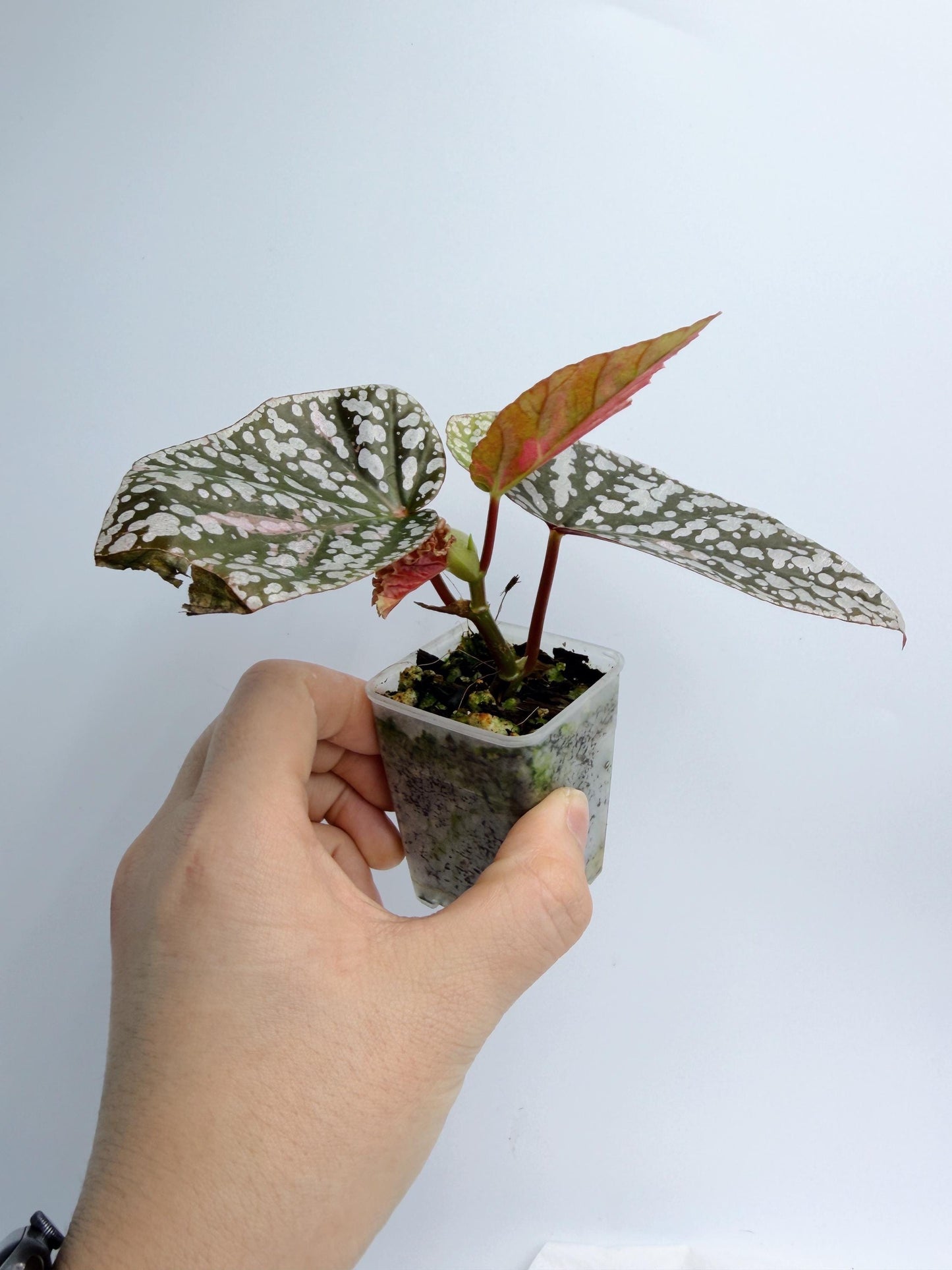 Begonia Snow Capped Variegated
