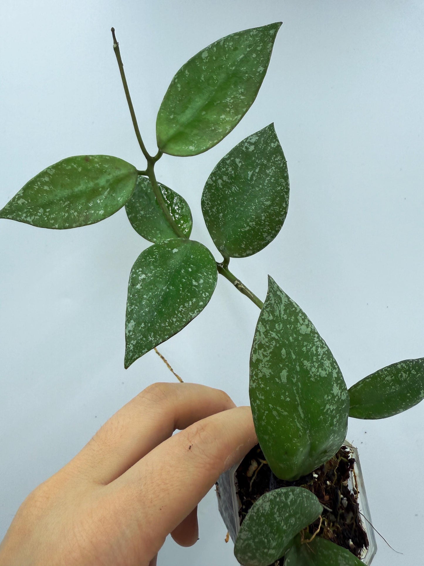 Hoya Nabawanensis Splash