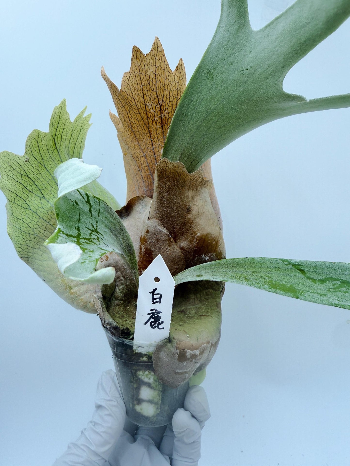 Platycerium Bifurcatum sp.White