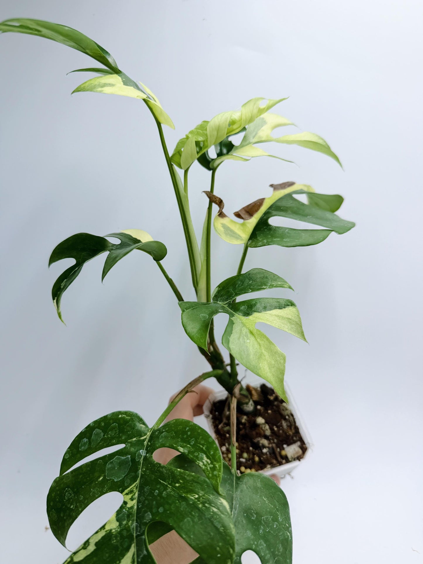 Rhaphidophora Tetrasperma Variegated