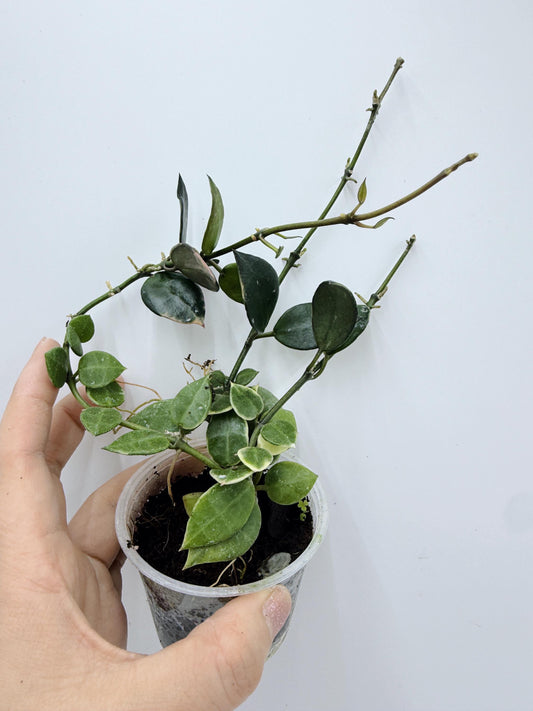 Hoya Lacunosa Asami Clone 2