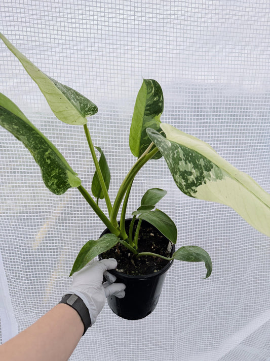 Philodendron Jose Bruno