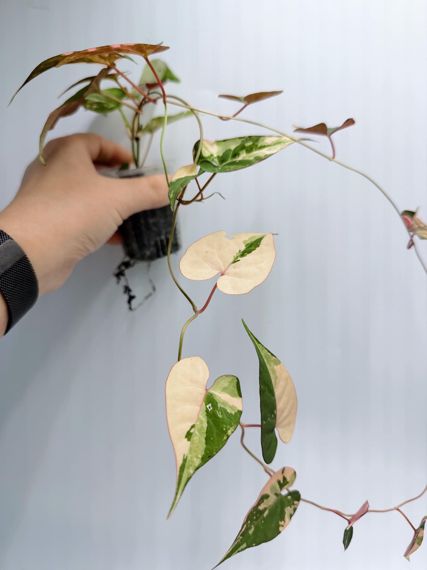 Fallopia Multiflora Variegated