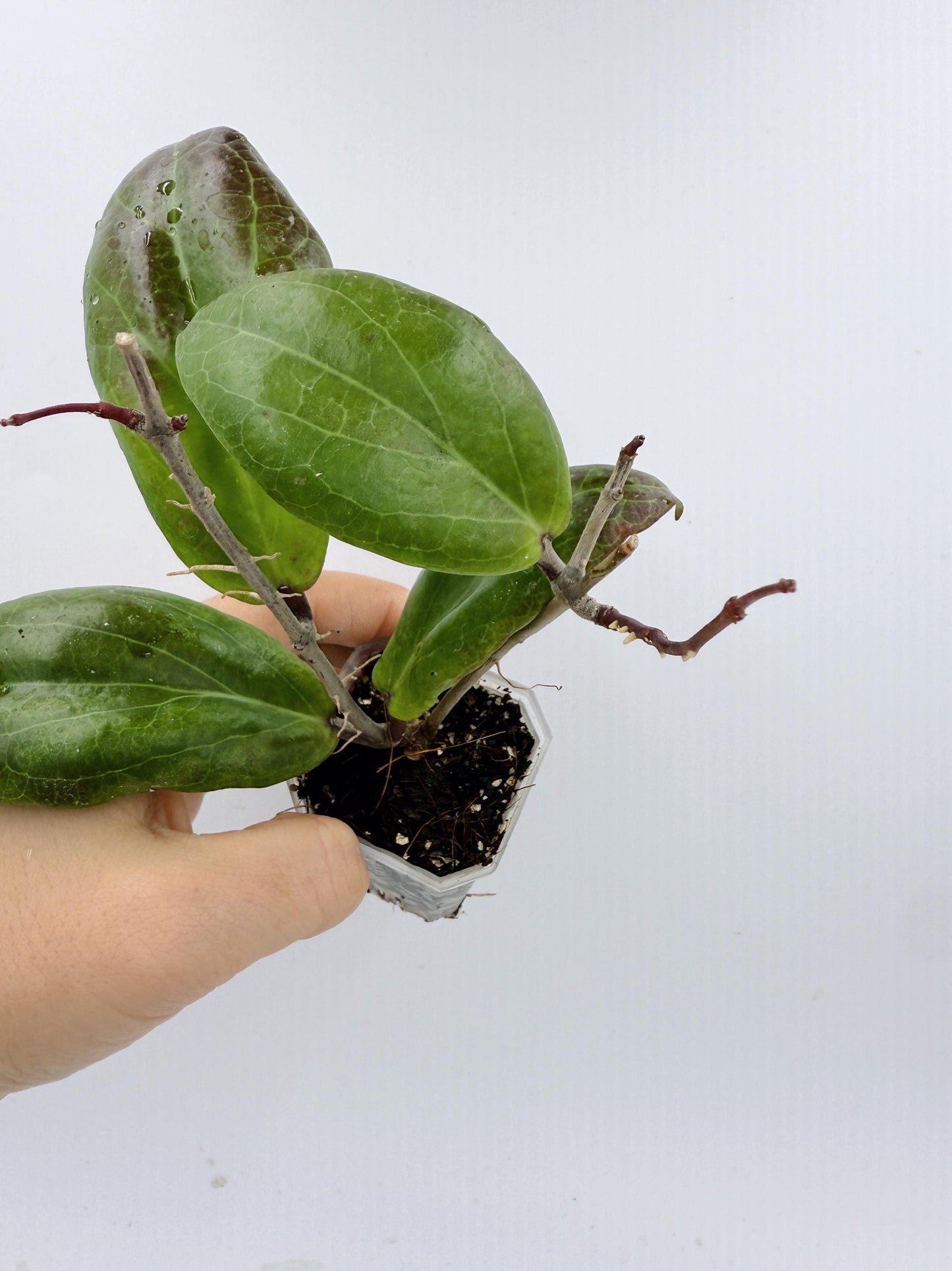 Hoya Swiffer's Dream