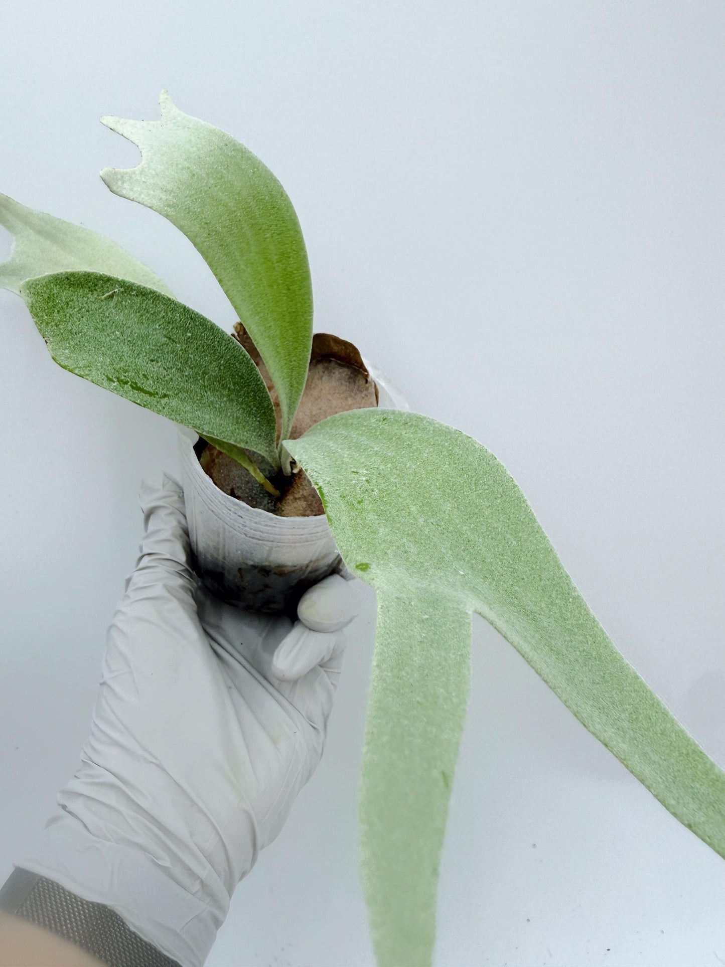 Platycerium Bifurcatum sp.White