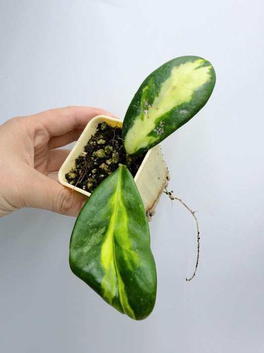 Hoya Diversifolia Maharani Variegata