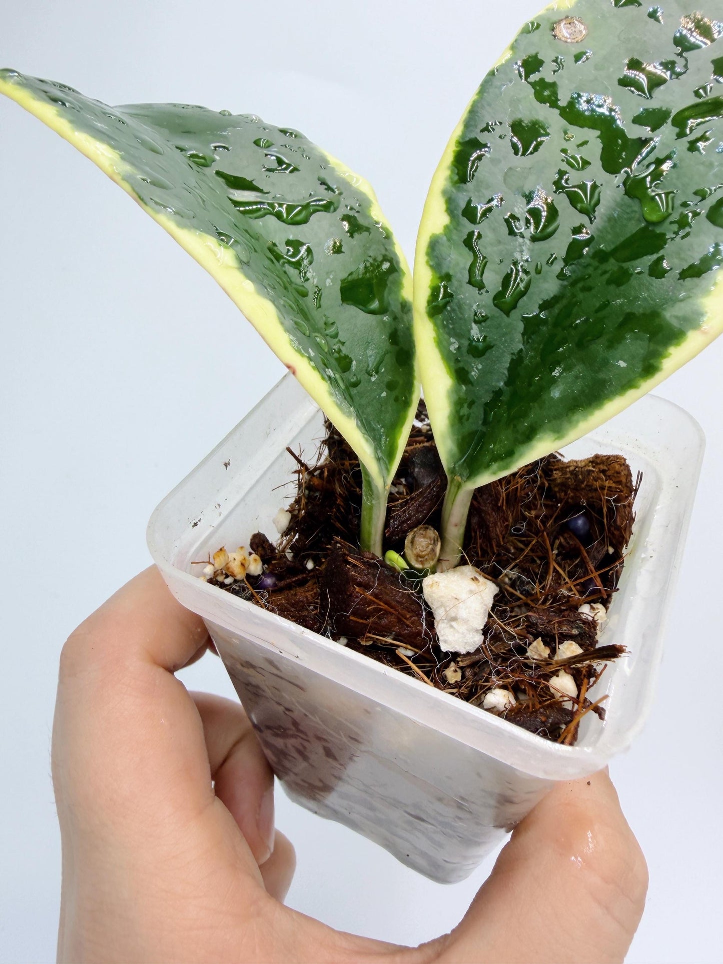 Hoya sp. Ea So - Daklak Fofest