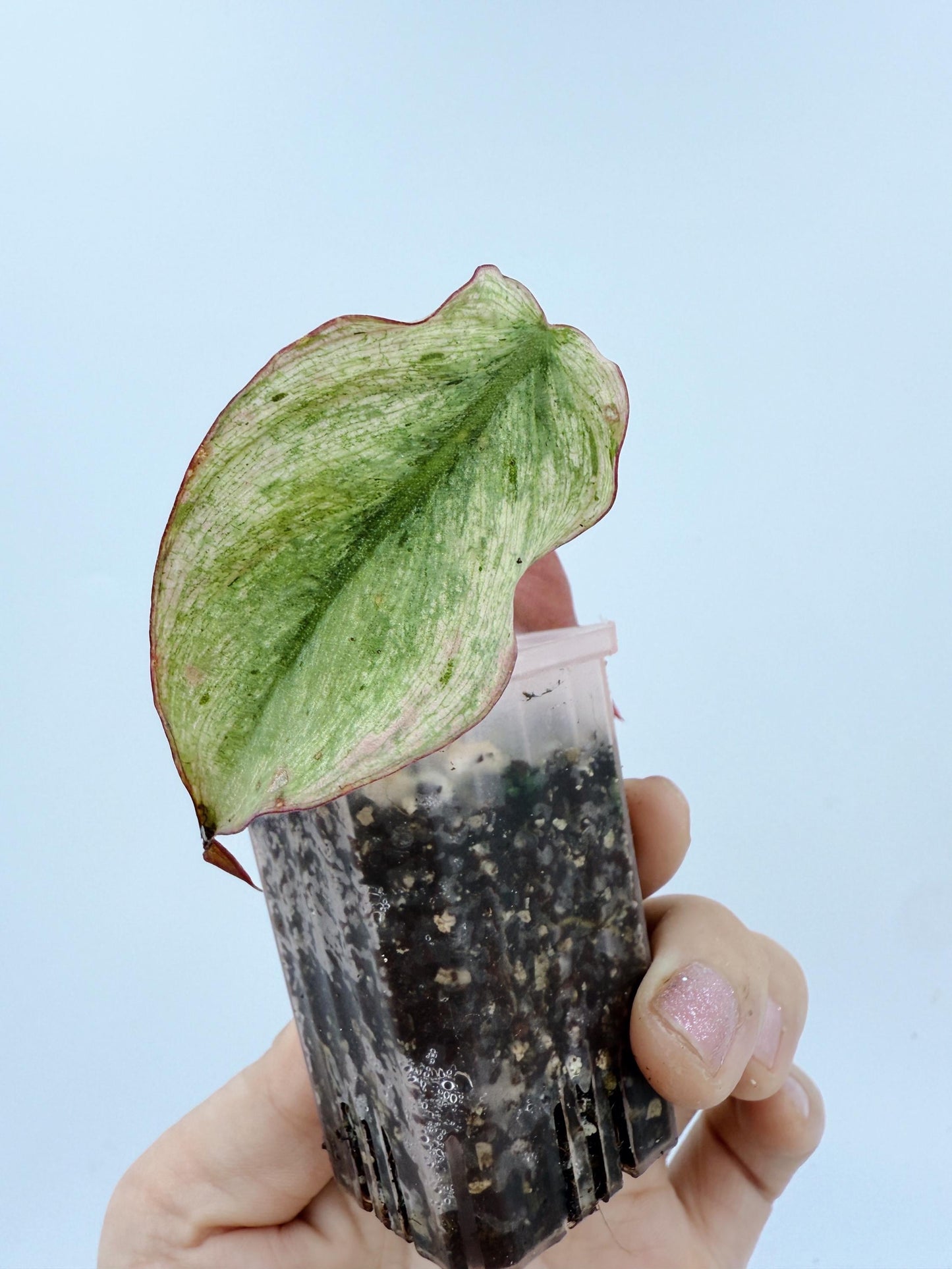 Philodendron Mican Mint Variegated