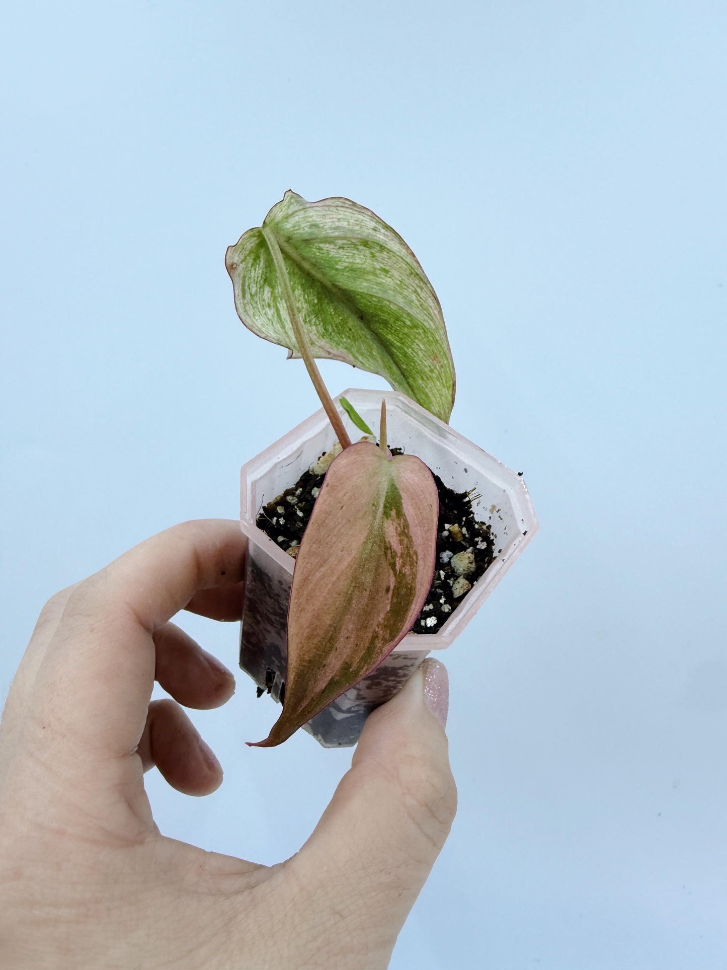 Philodendron Mican Mint Variegated