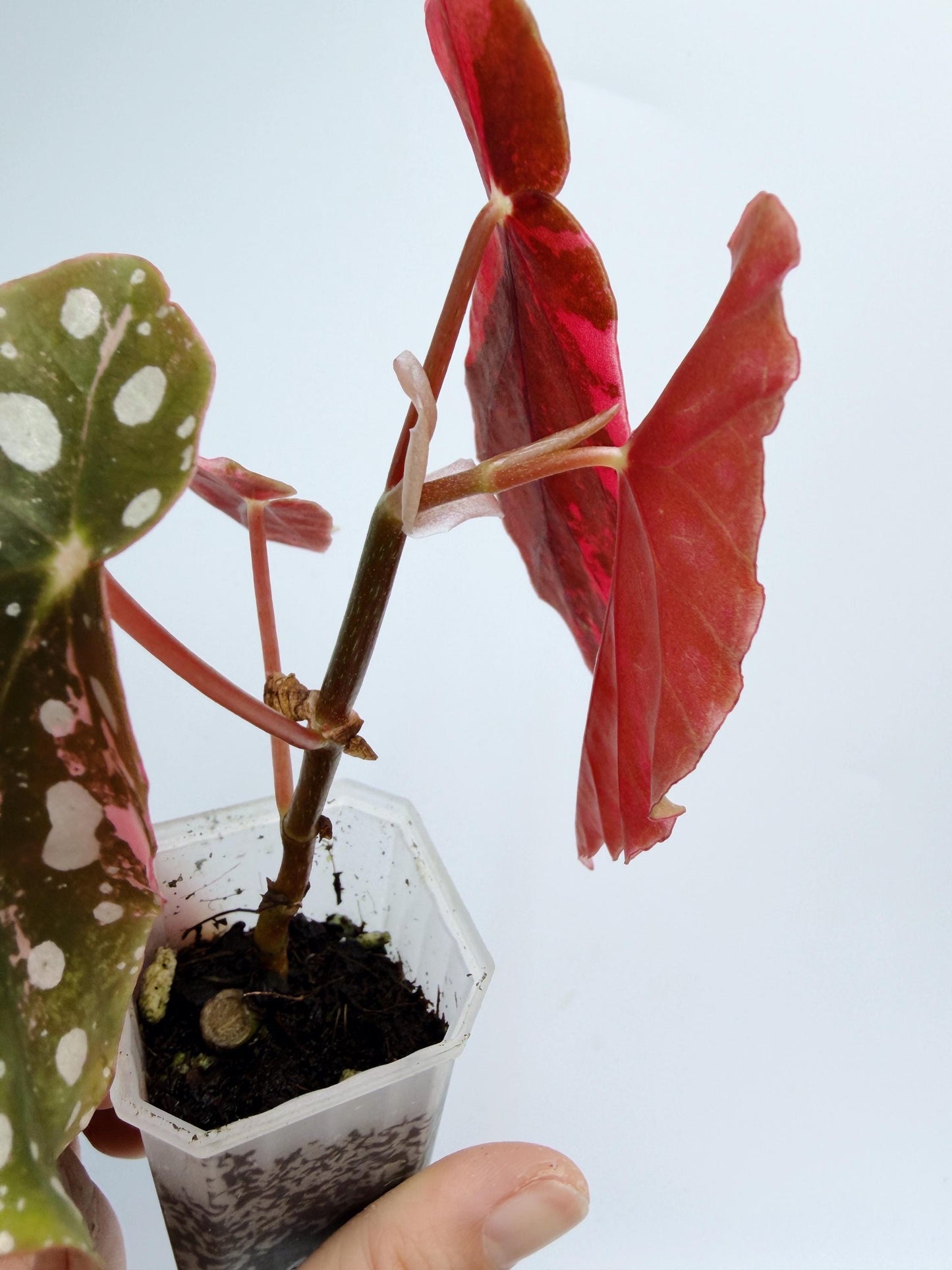 Begonia Maculata Pink Variegated
