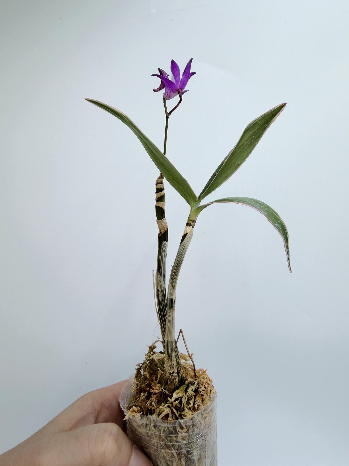 Dendrobium Kingianum