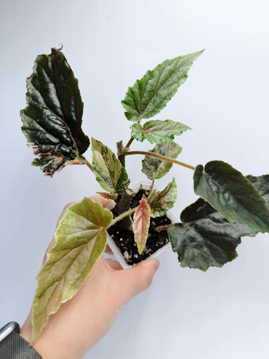 Begonia Ginny Galaxy Variegated