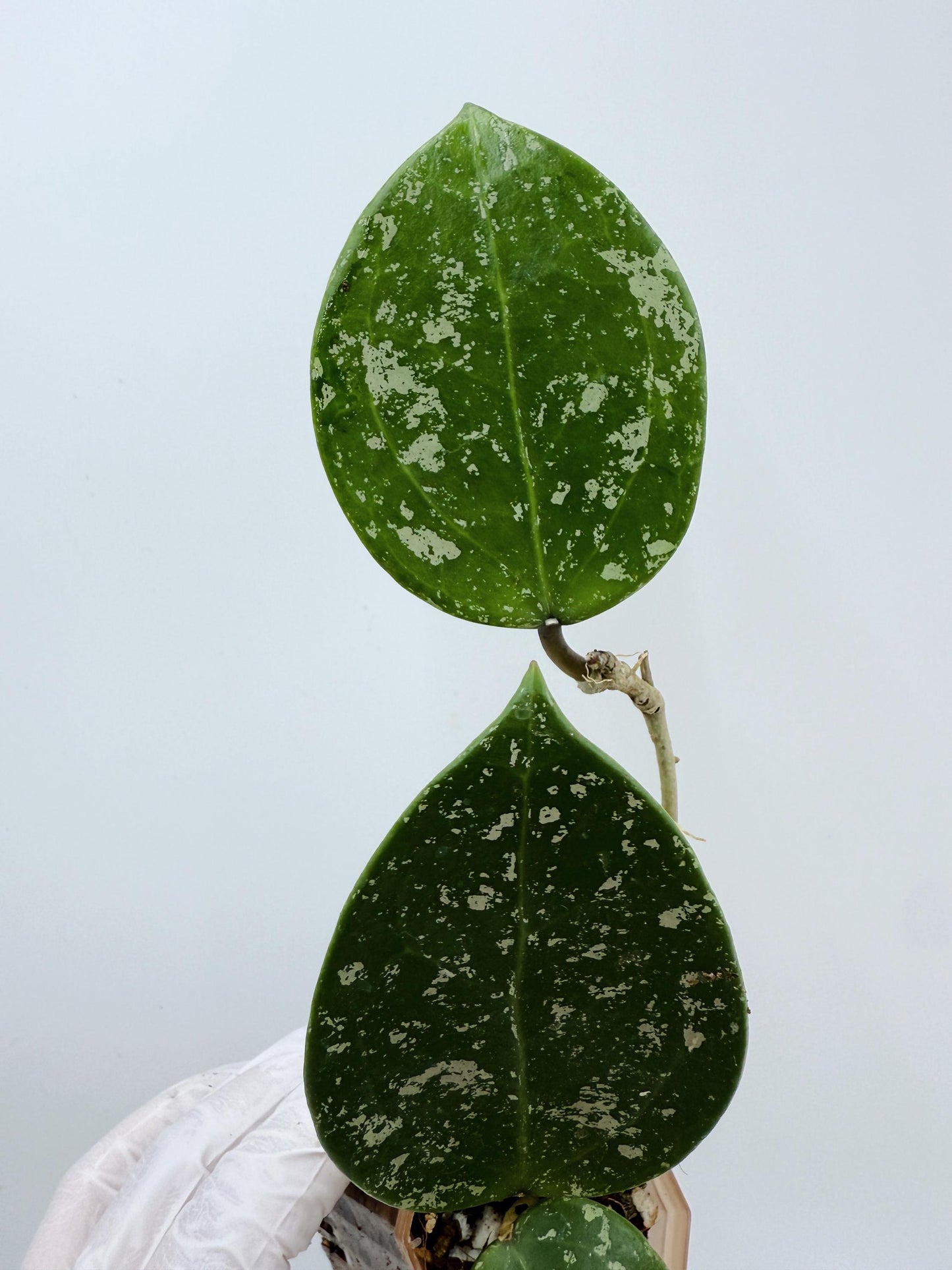 Hoya Verticillata Heart Leaves Splash