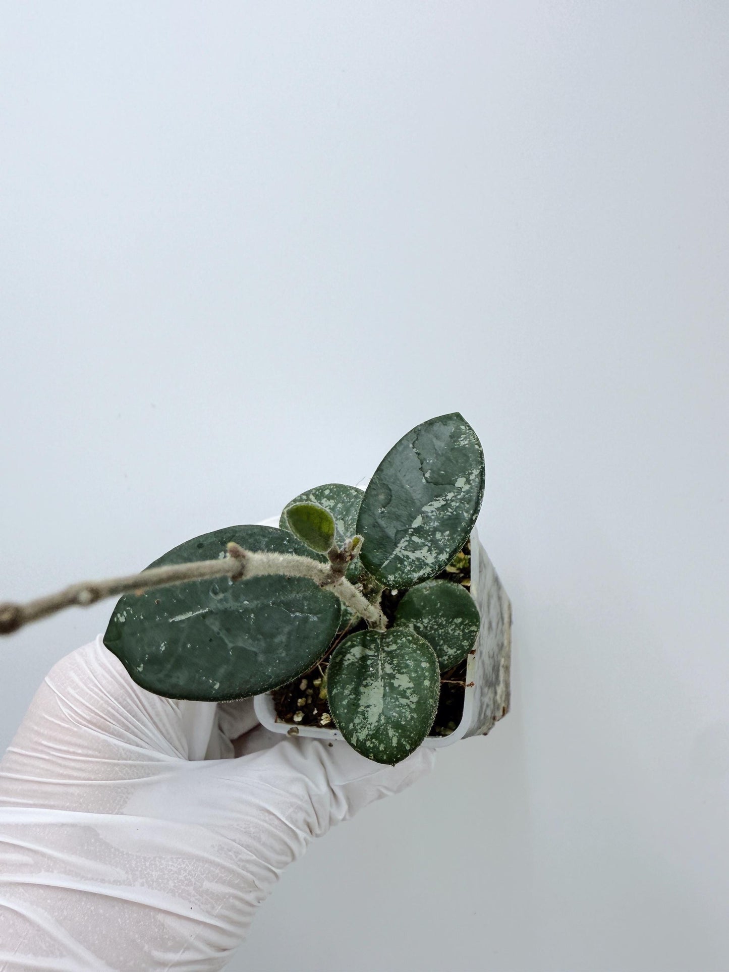 Hoya Mathilde Splash