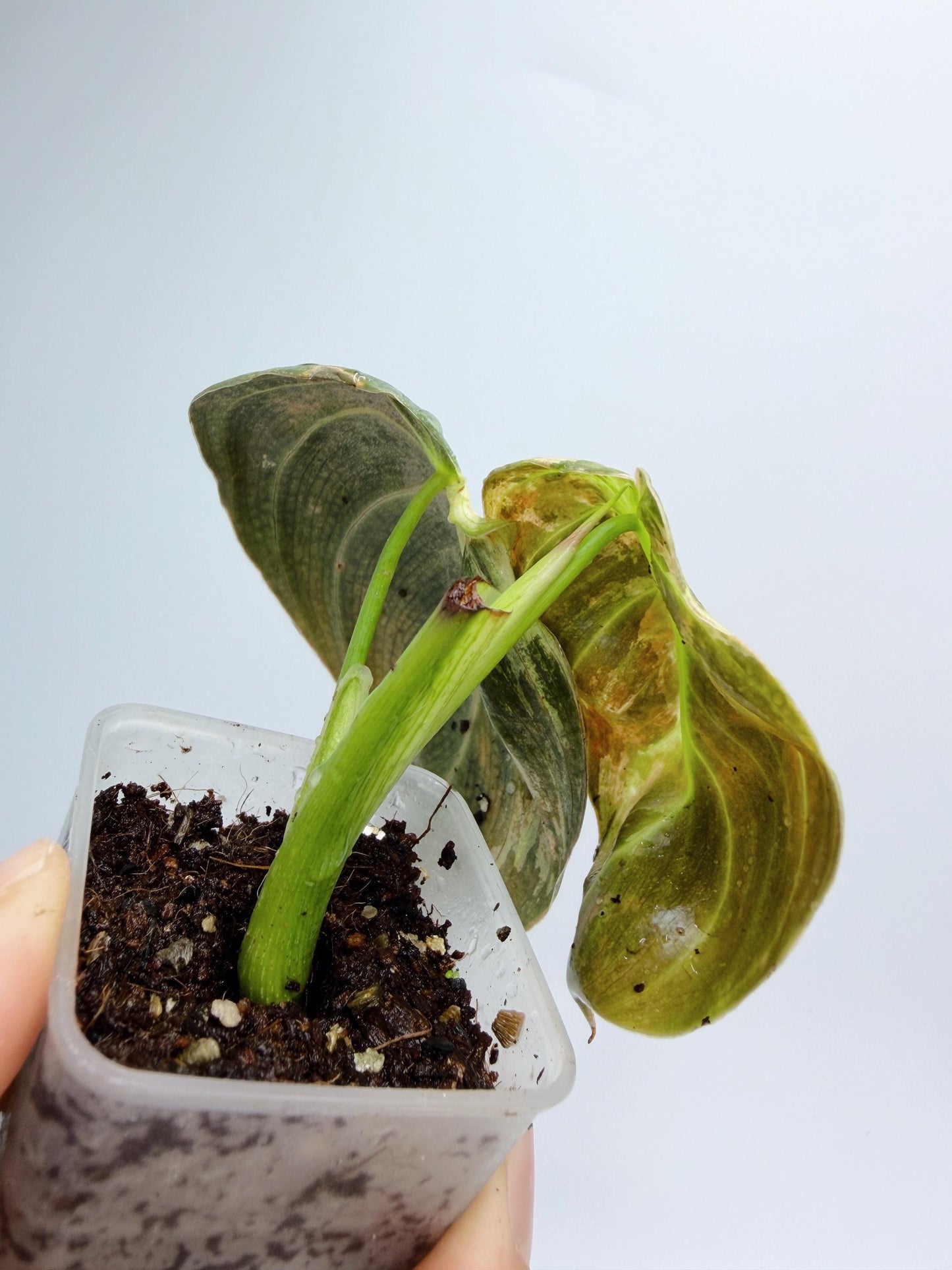 Philodendron Melanochrysum Variegated