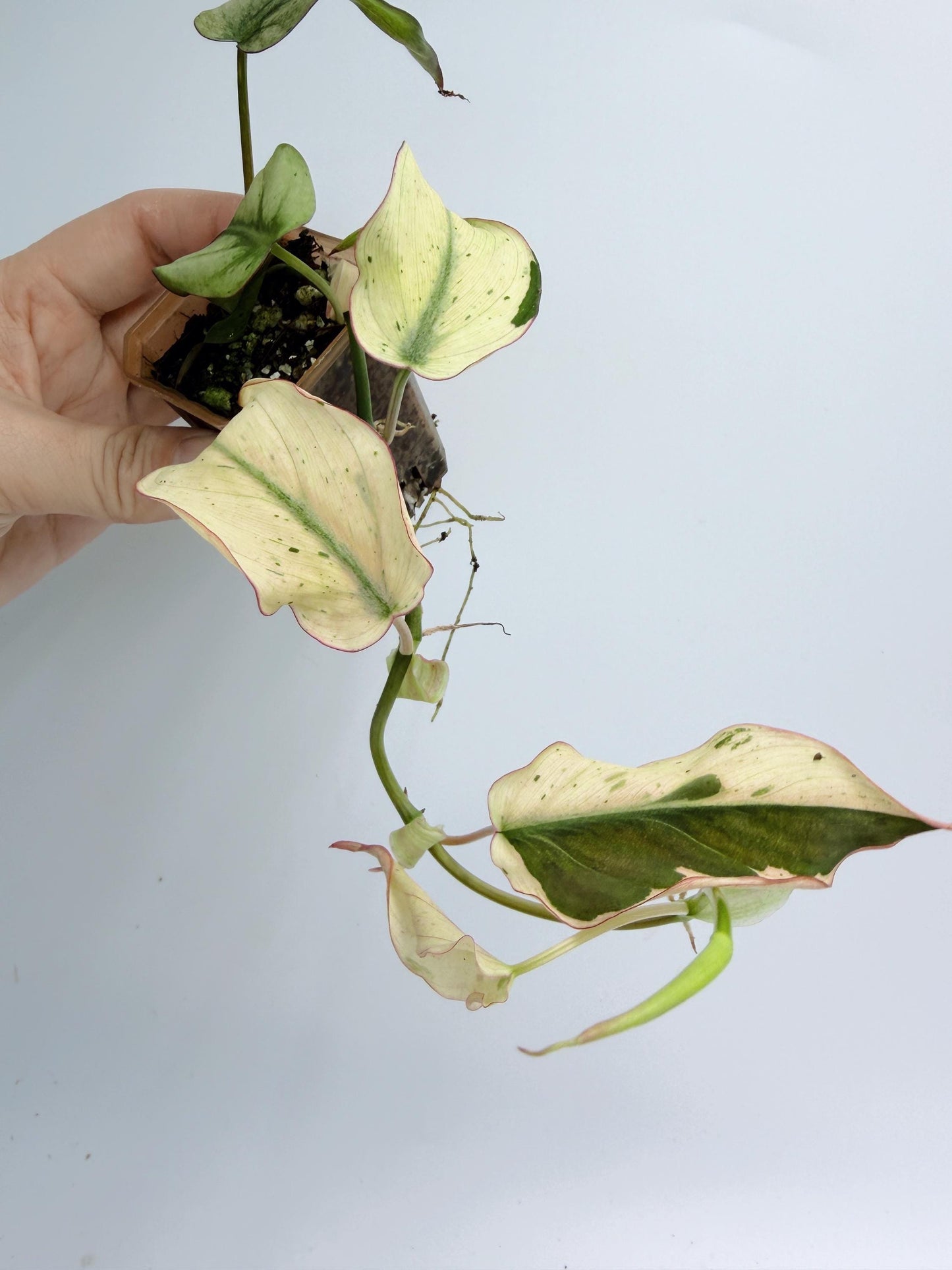 Philodendron Mican Mint Variegated